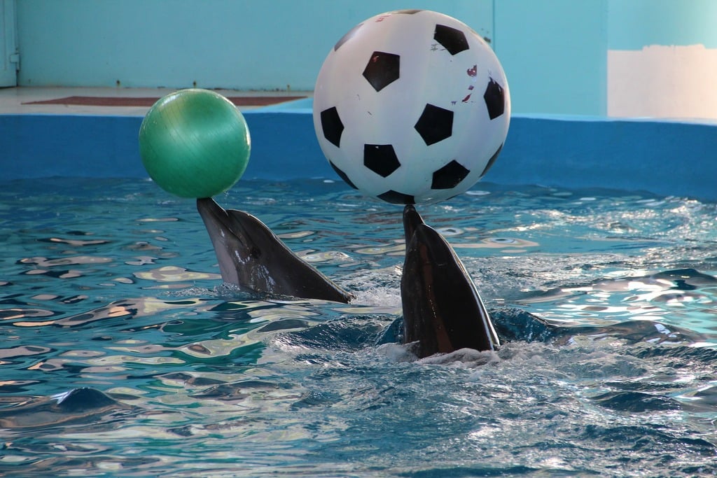Dolphinarium