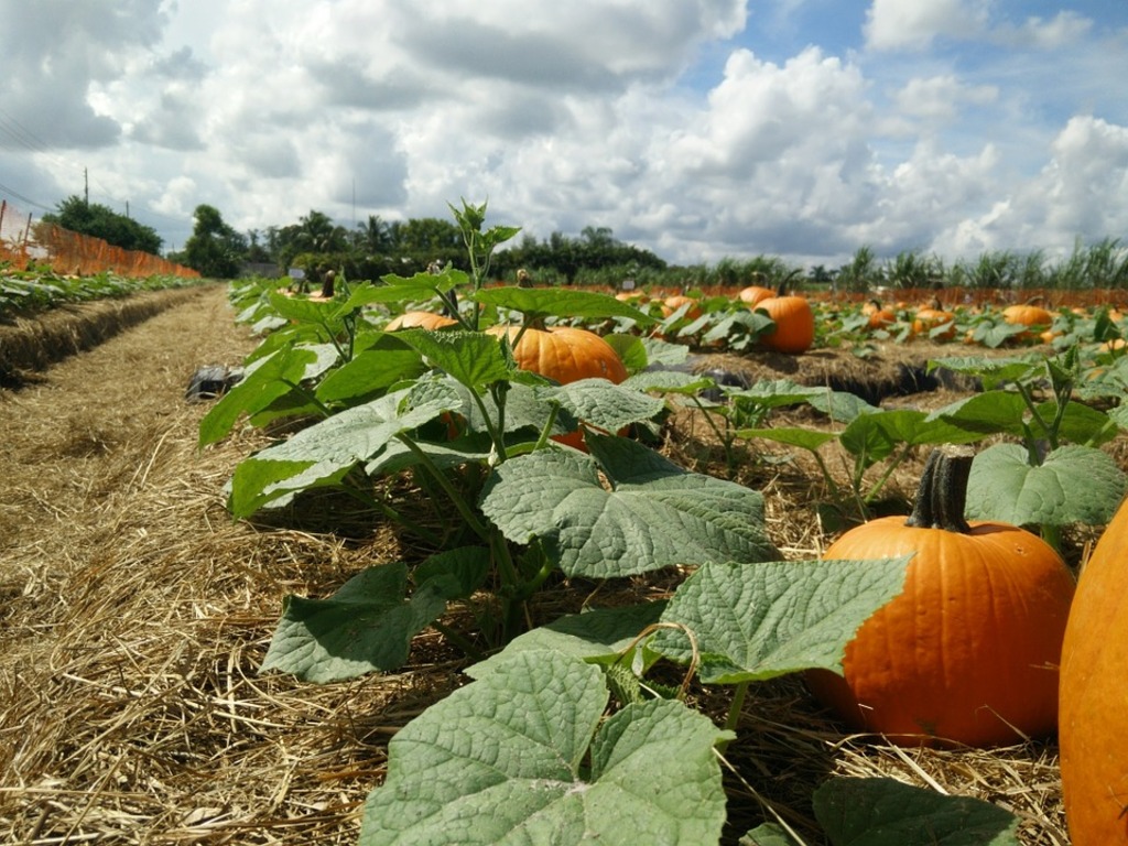 Pumpkin patch