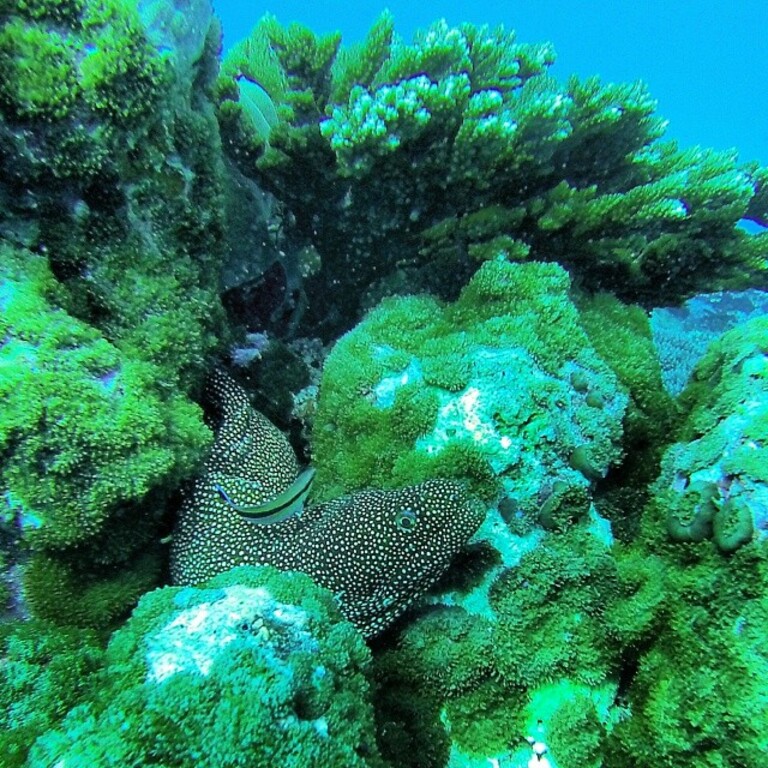 Explore The Underwater Paradise Top 5 Diving Spots In Seychelles Trip101