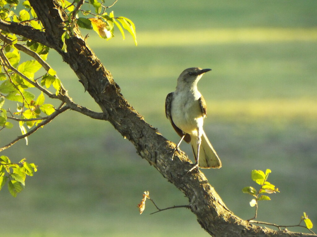 Northern Mockingbird, Old Settlers Park, Round Rock, Texas, July 29, 2019