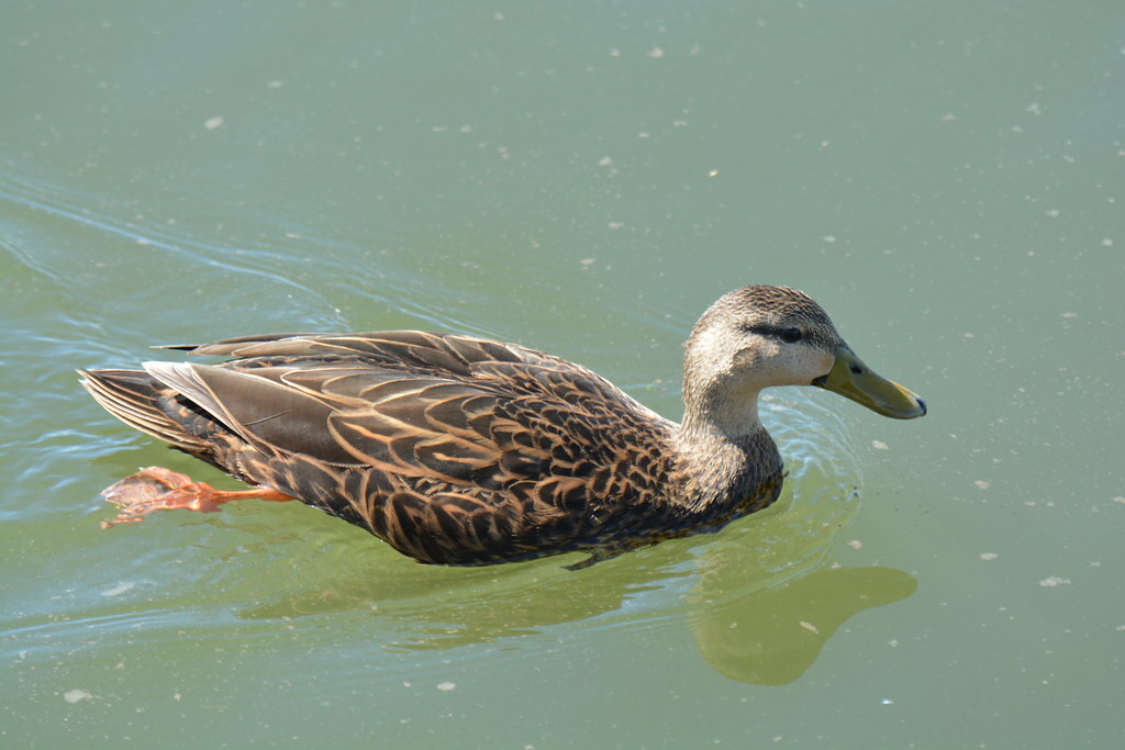 Mottled Duck