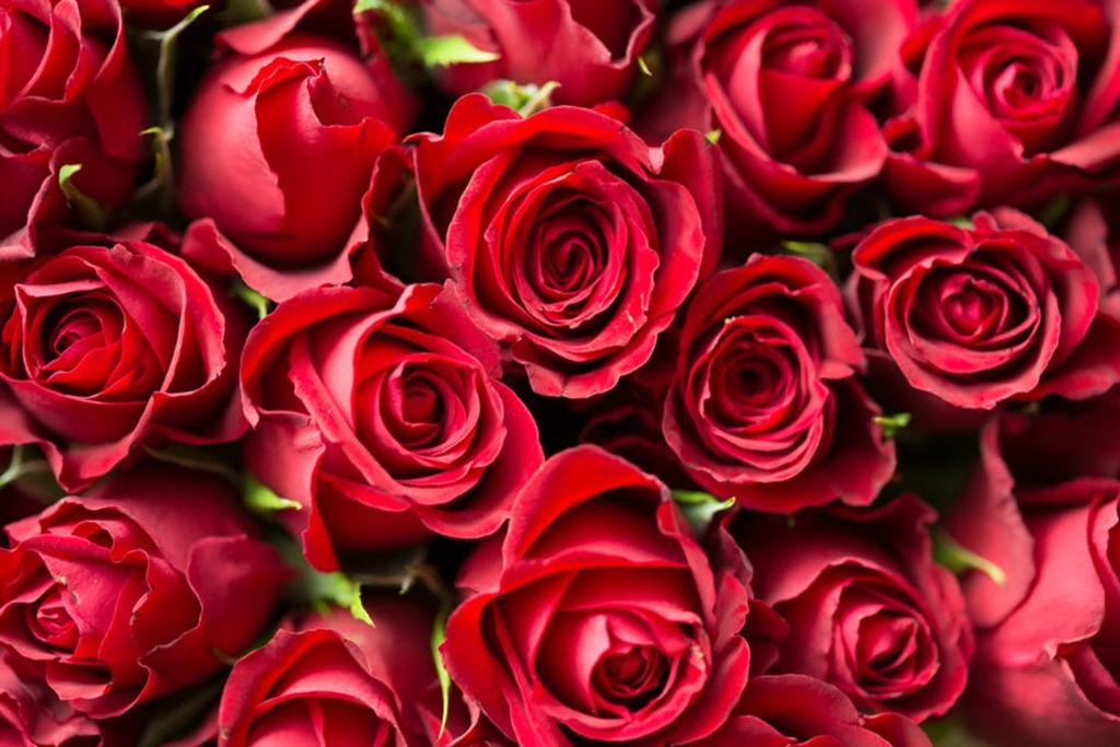 Roses are among the flowers that can be seen in Shimek's Gardens