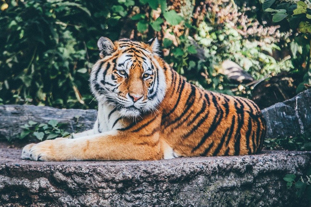 Come up close to the tigers