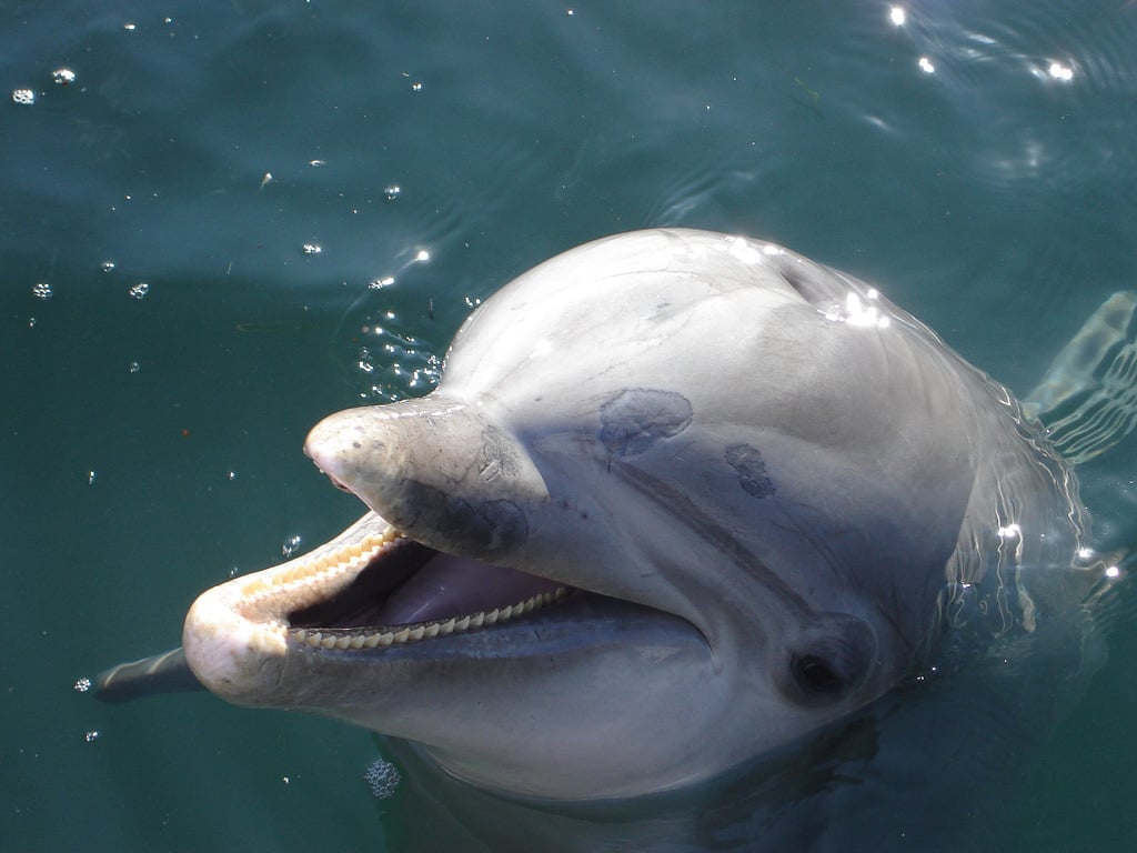 Dolphin Encounter