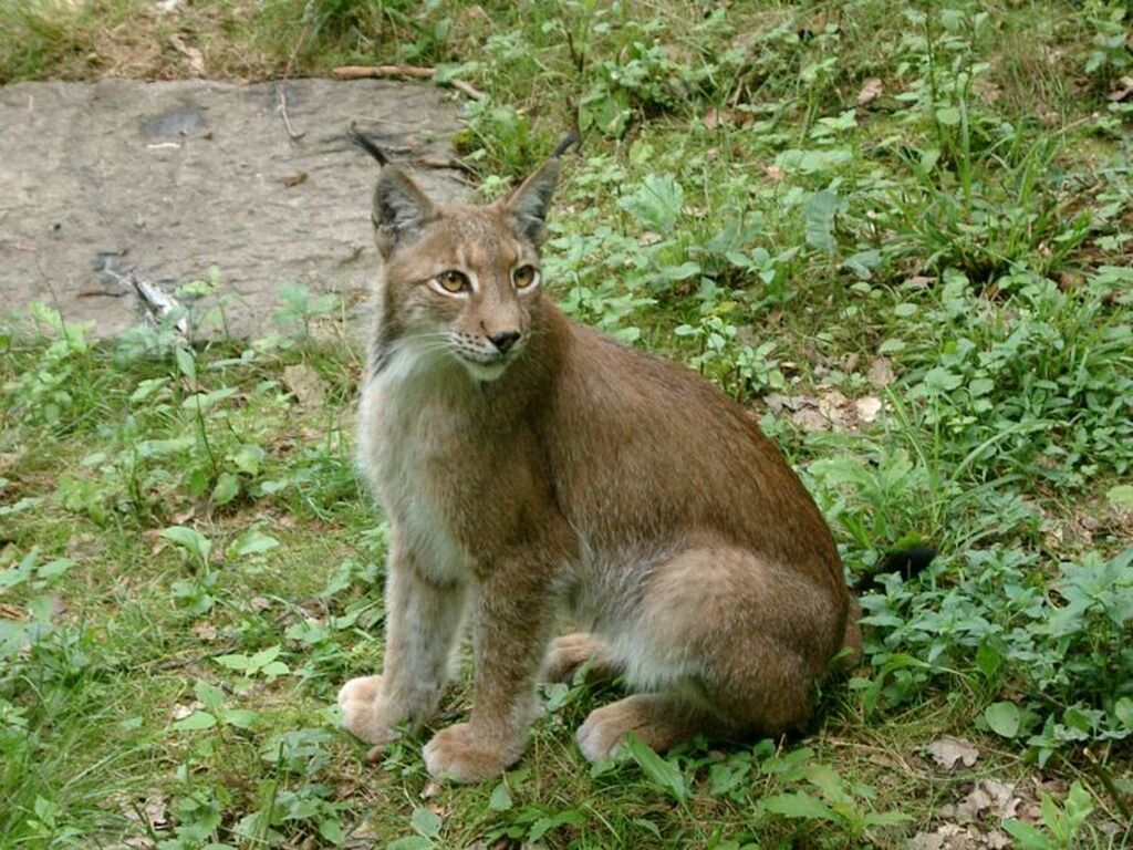 Luchs (Tier- und Pflanzenpark Fasanerie)