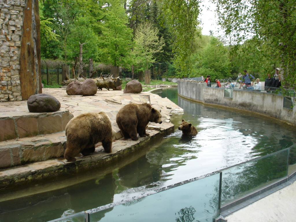 Bears in Augsburg Zoo