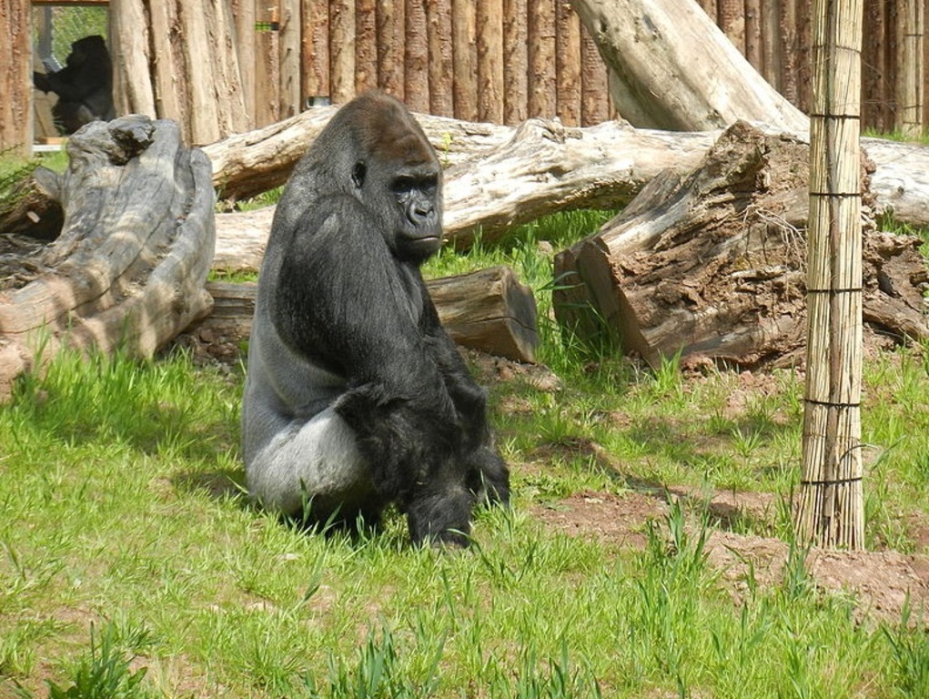 ZooSaarbrueckenGorillaimAußengehege