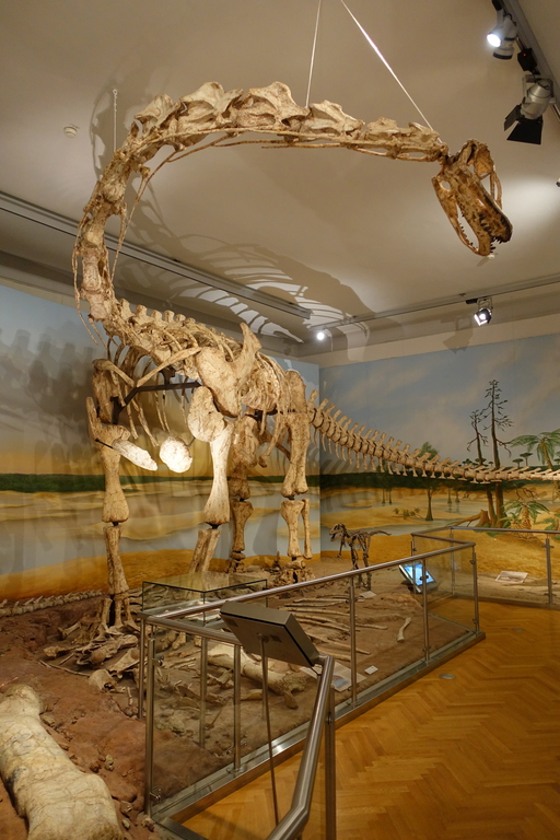 Spinophorosaurus nigerensis - Naturhistorisches Museum, Braunschweig, Germany - DSC05276