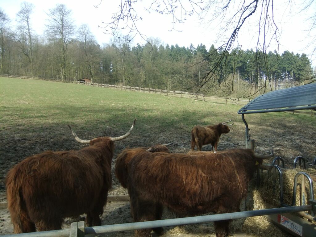 Hochlandrinder im Heimat-Tierpark Olderdissen Bielefeld