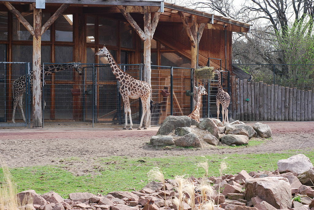 Giraffe ZooMagdeburg