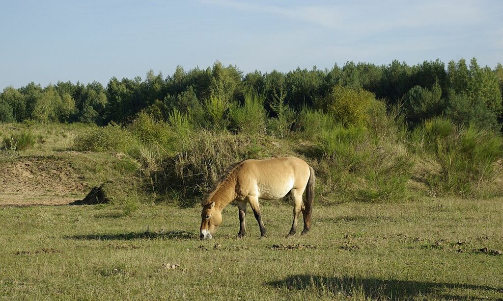 Tennenloher Forst Przewalski-Pferde 004