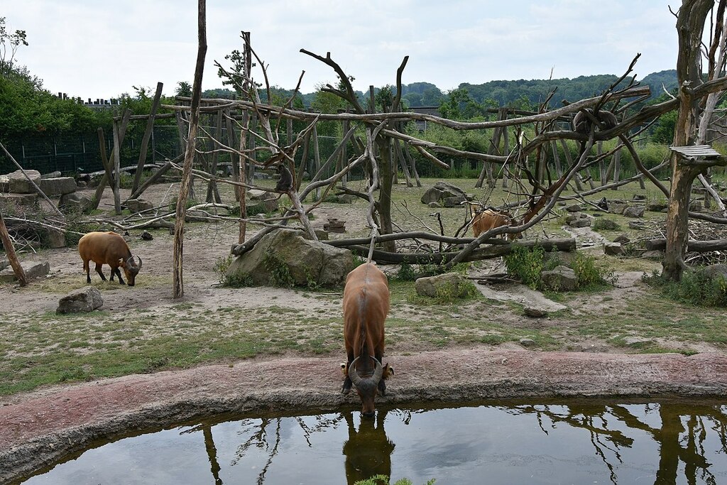 Takamanda Zoo Osnabrück