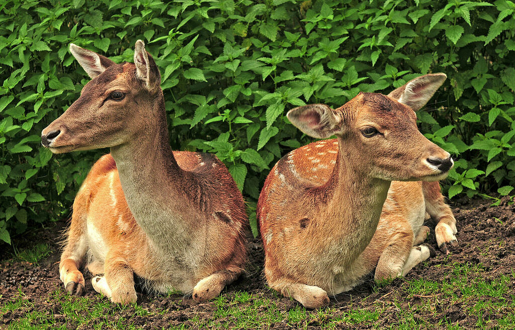Fallow Deer (Dama dama) at Luneburg Heath Wildlife Park