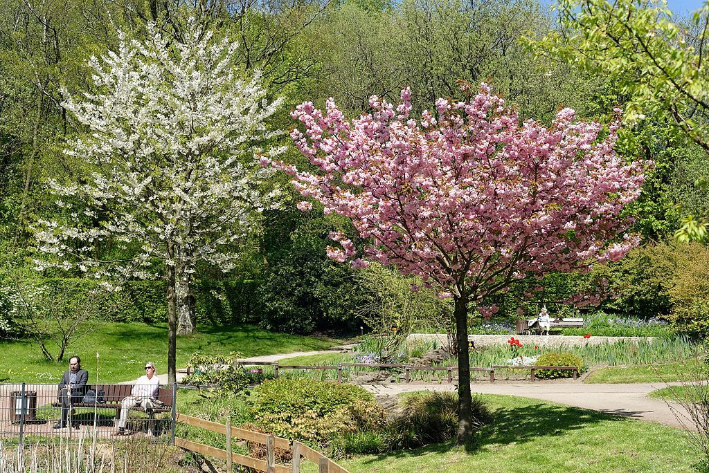 SG Botanischer Garten KSG 3223 pK