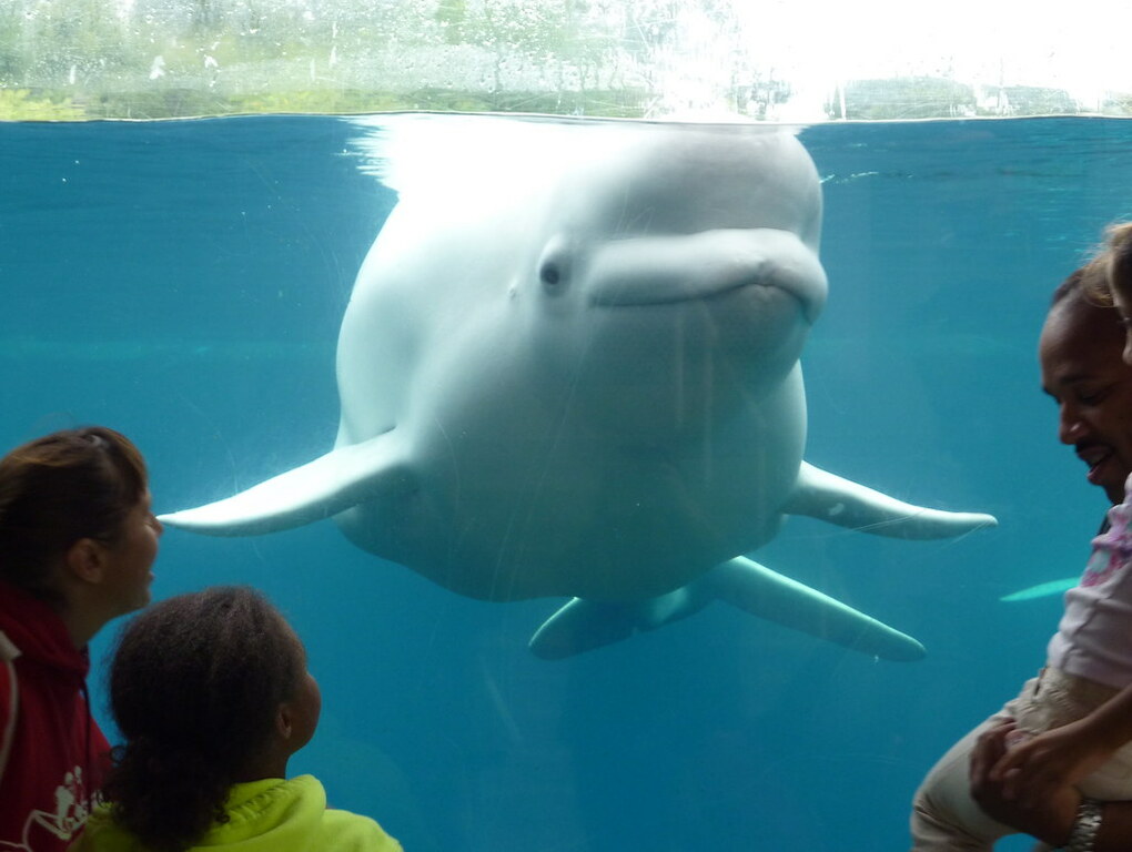 BELUGA WHALE AT MYSTIC AQUARIUM