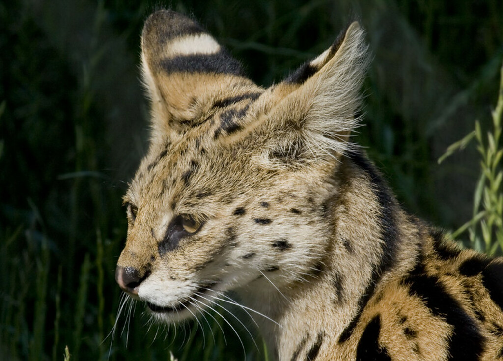 Serval