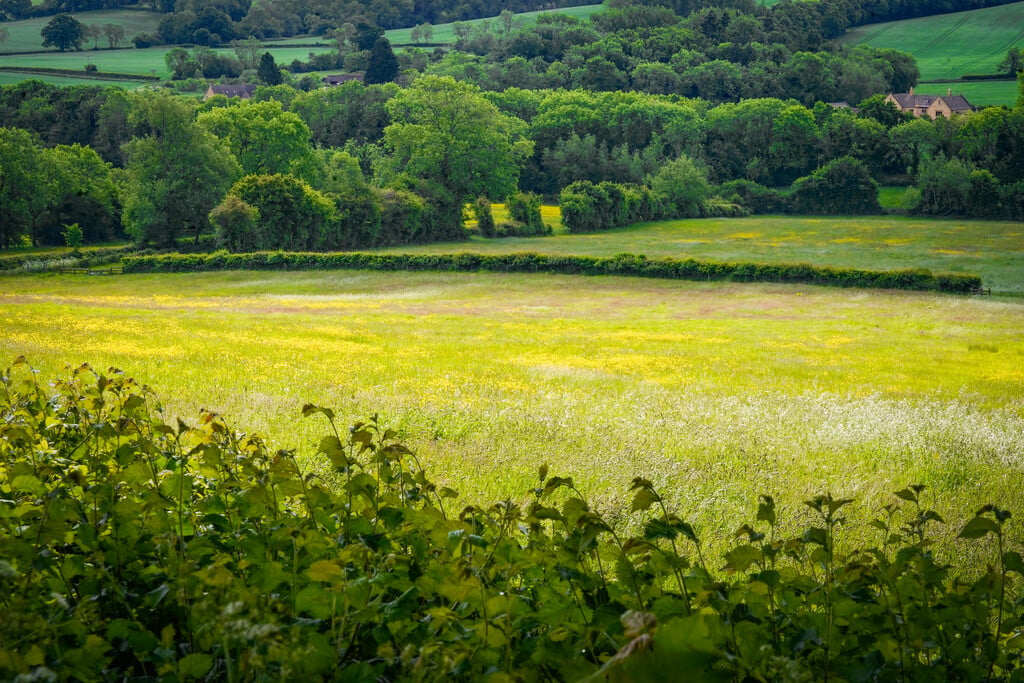 Buttercups and Daisies