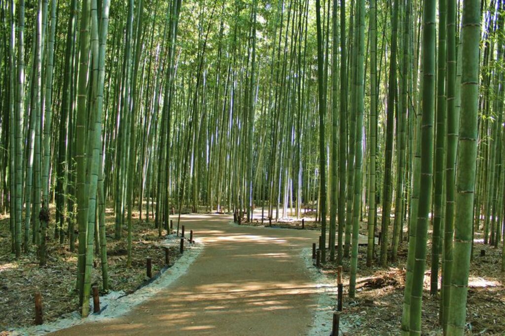Sagano Road of Bamboo Forest