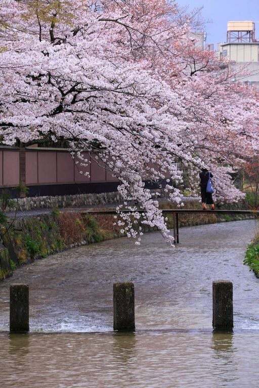 Shirakawa River