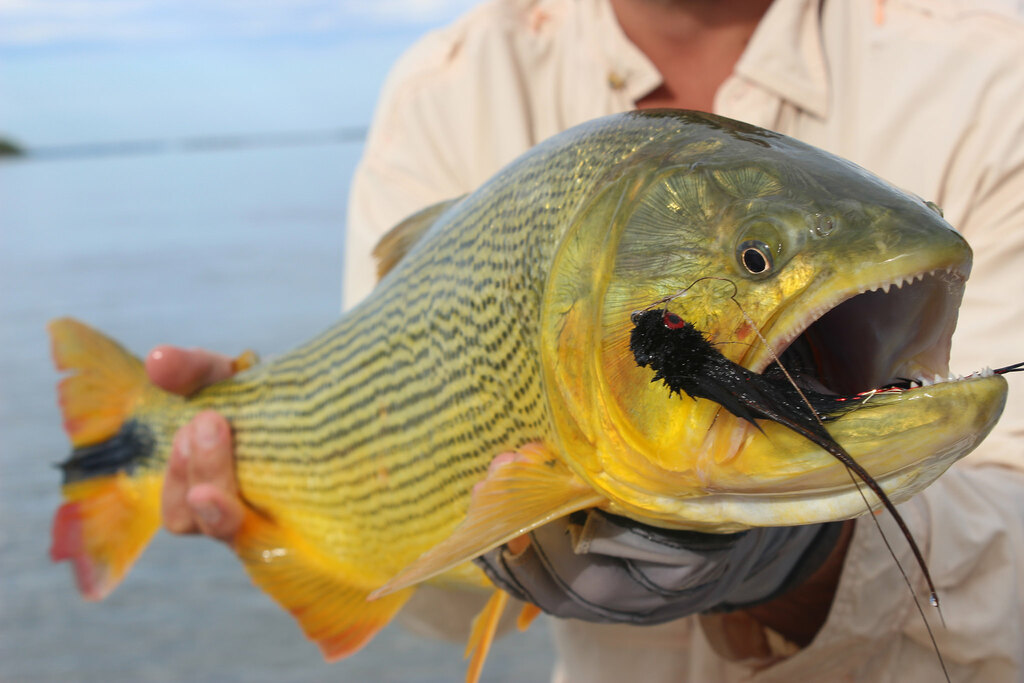 Golden Dorado - check out the teeth