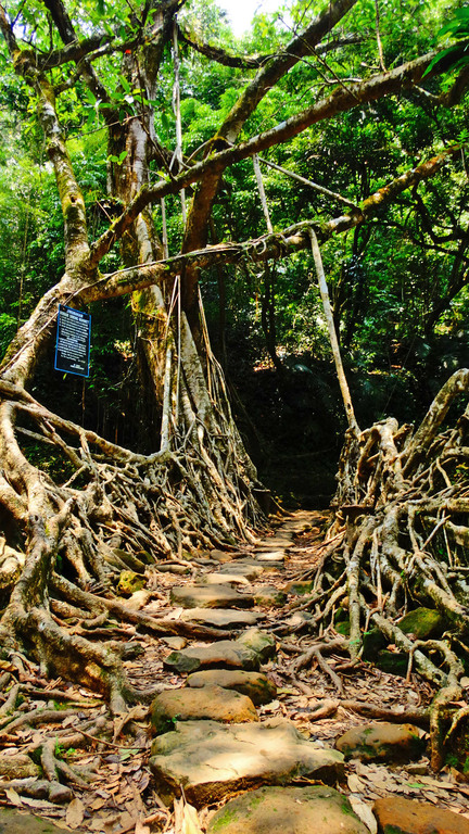 Jingmaham Living Root Bridge
