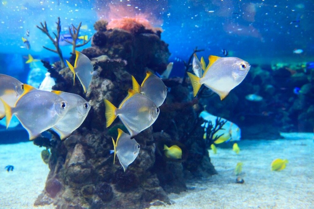 Aquarium