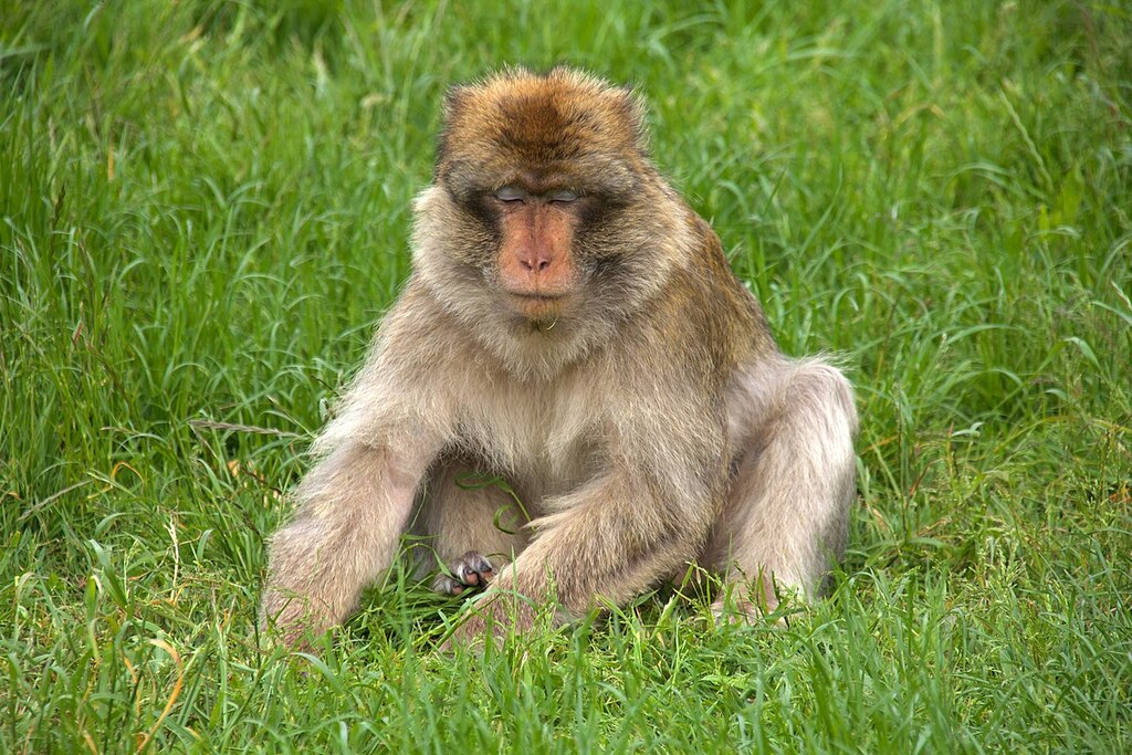 Trentham Monkey Forest 2