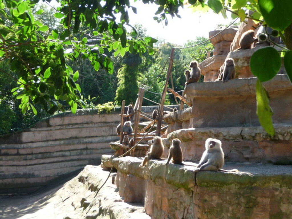 Paignton , Paignton Zoo, Baboon Rock - geograph.org.uk - 1484563