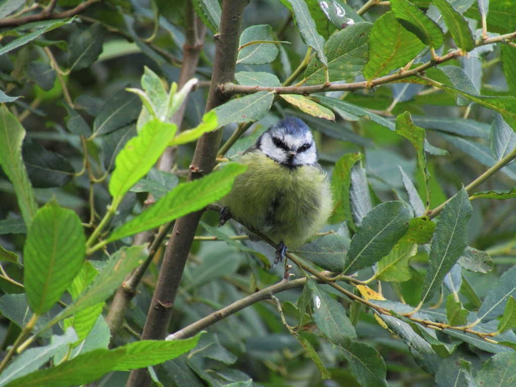 Blue Tit at Occombe Farm