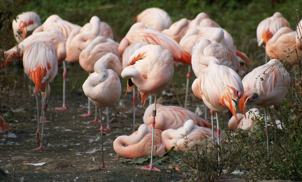 Group of Flamingos Relaxing Their Bodies