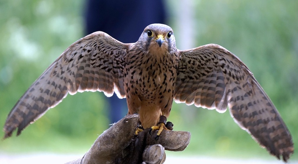 Birds of Prey