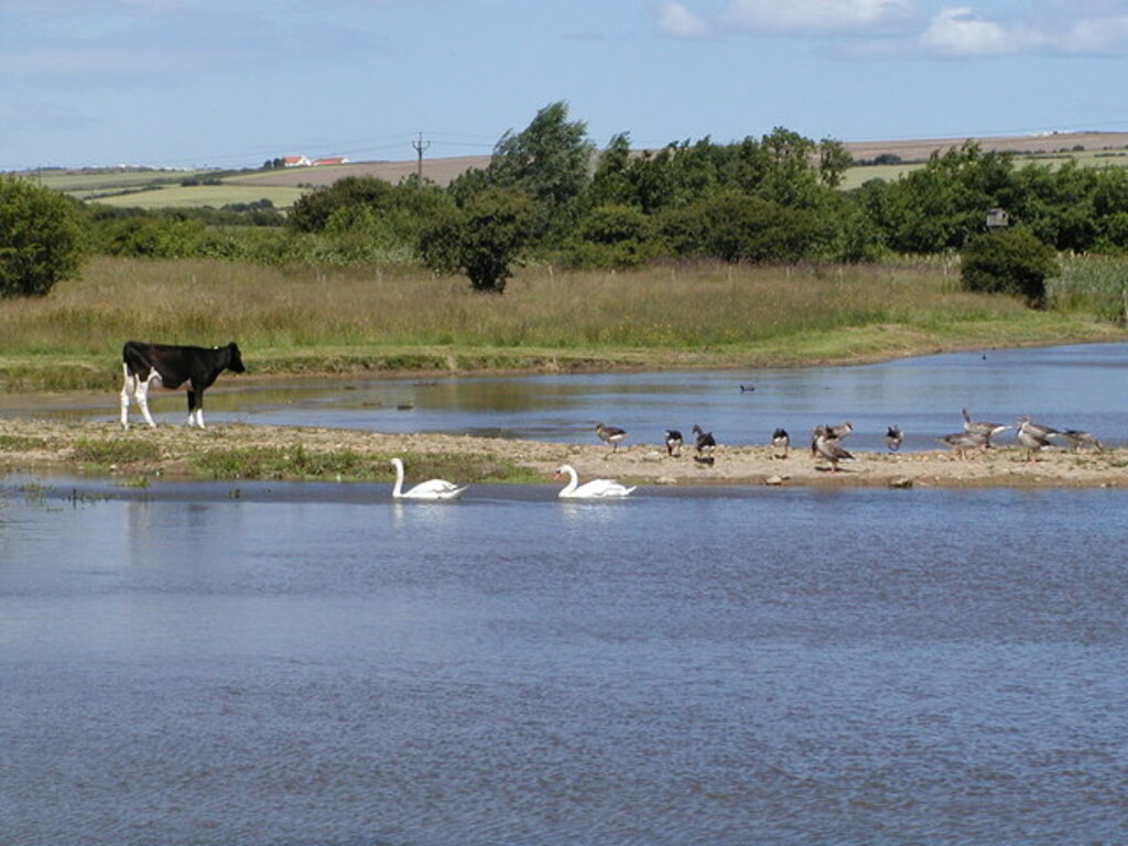 Filey Dams Nature Reserve - geograph.org.uk - 306088