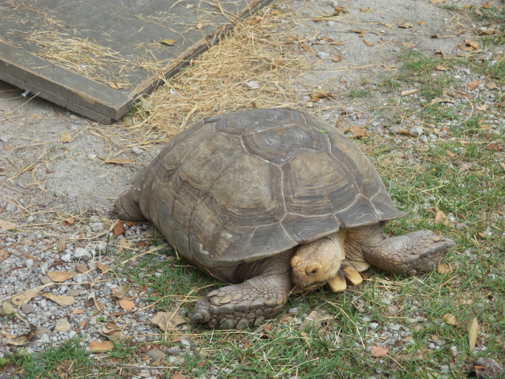 Large sulcata tortoise, Wild Adventures