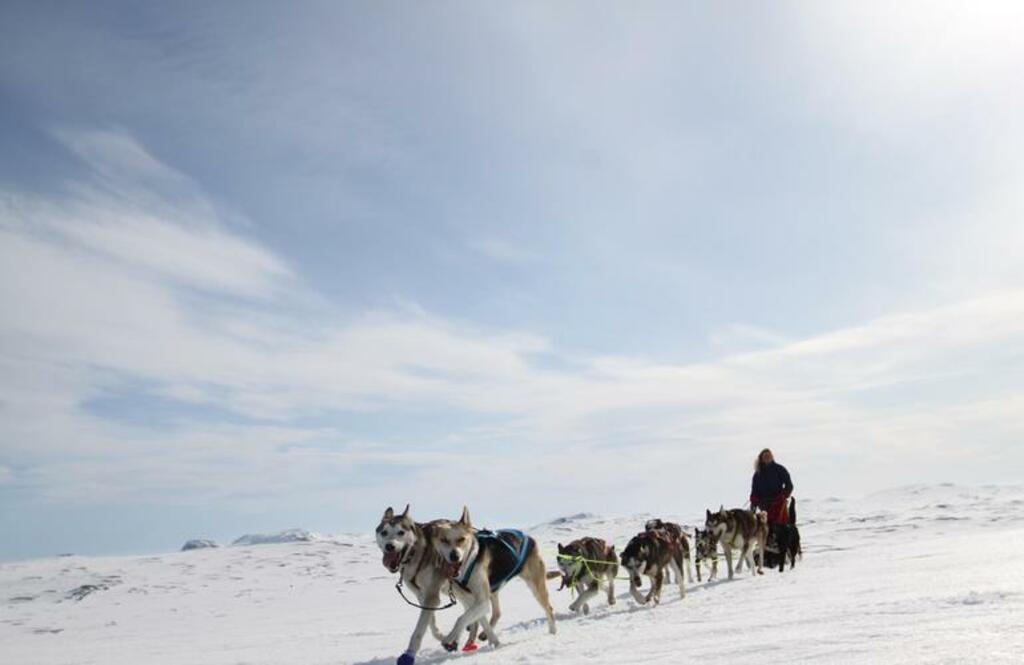 things to do in norway for nature lovers | go on a dog sledding excursion in geilo