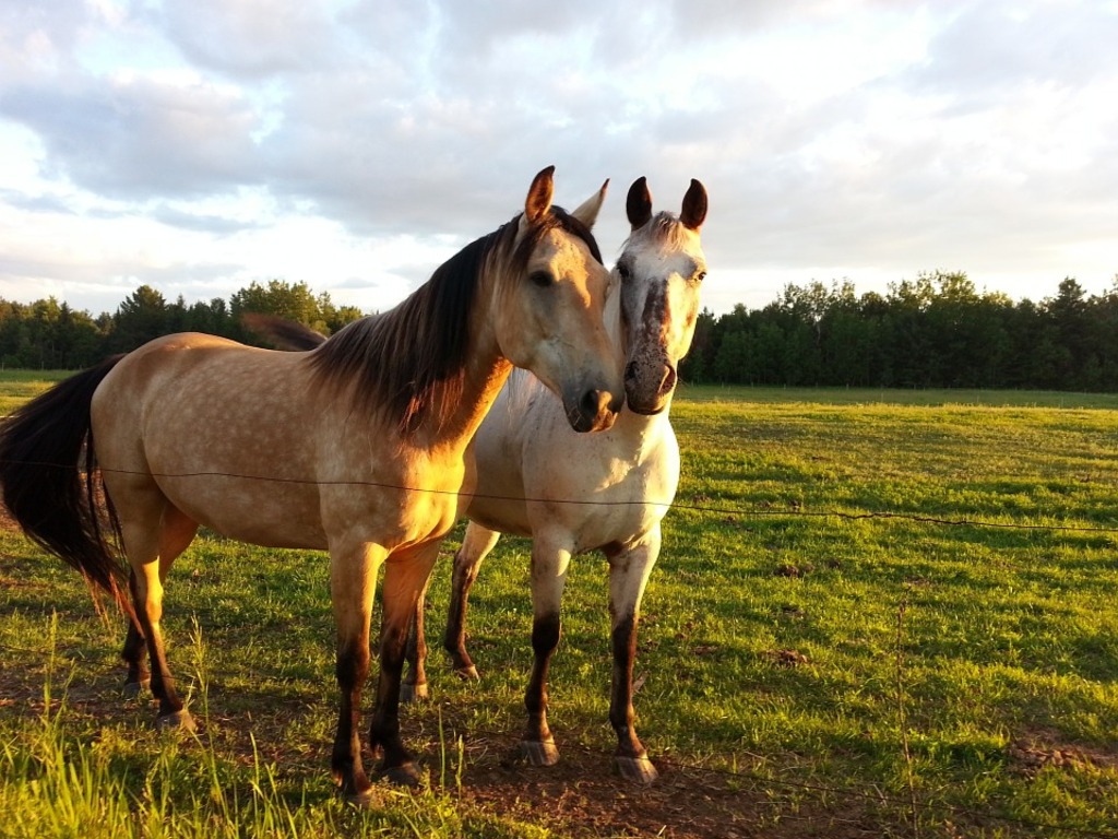 Horses