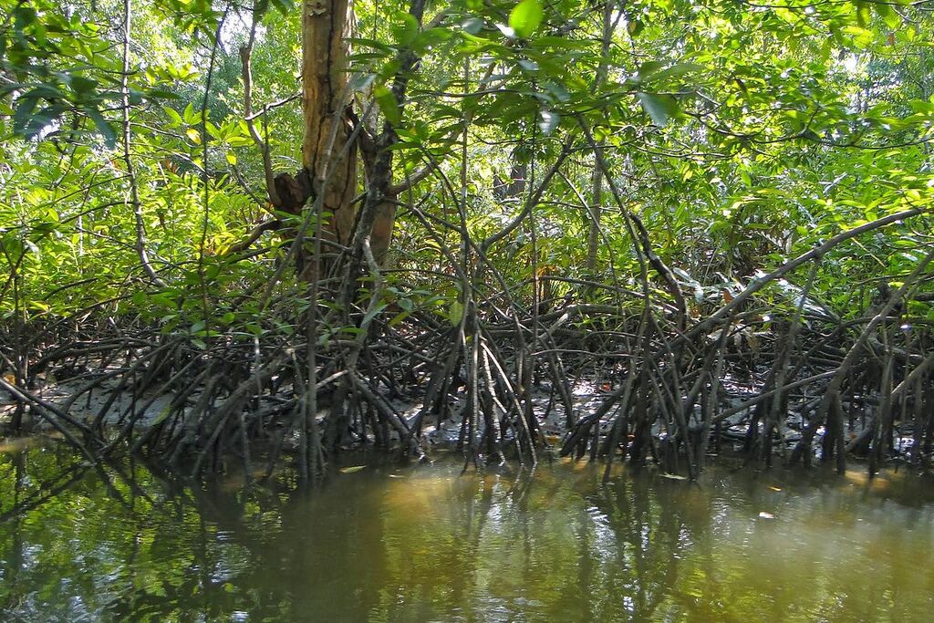 Mangrove-1
