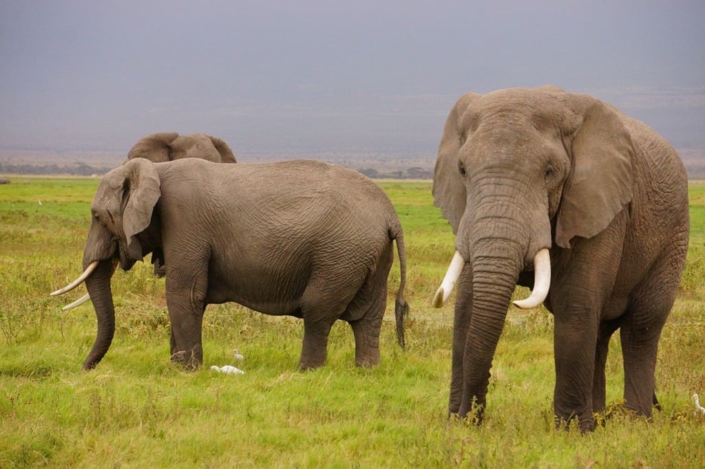 Wild Elephant Valley