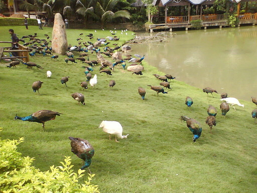 Xishuangbanna.paons