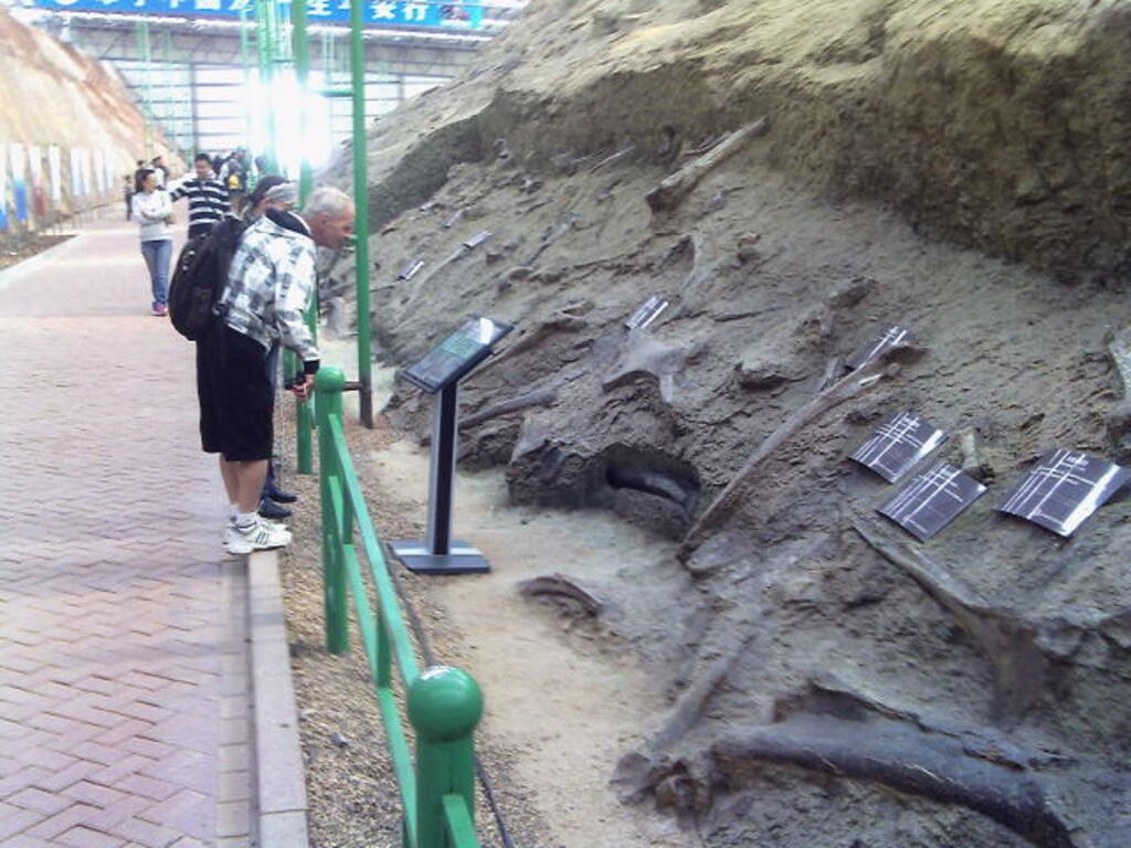 Fossil Tunnel Zhucheng Dinosaur Museum 4