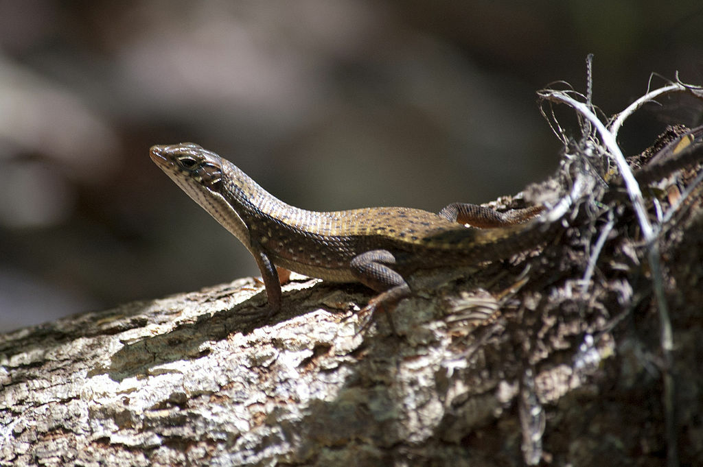 Zonosaurus rufipes Lokobe 453