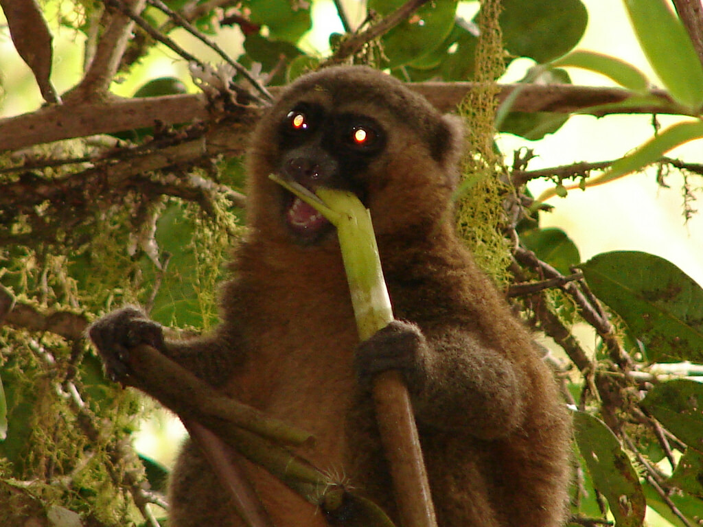 Golden Bamboo Lemur, Ranomafana National Park