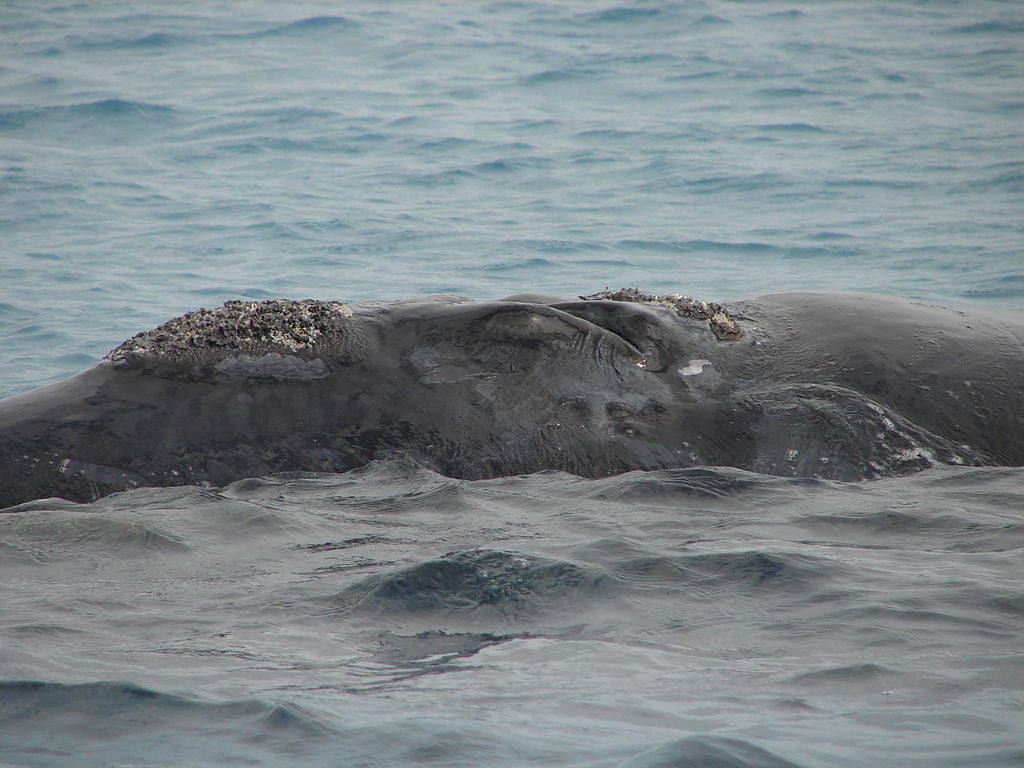 Humpback Whale, Île Sainte-Marie (3953376093)