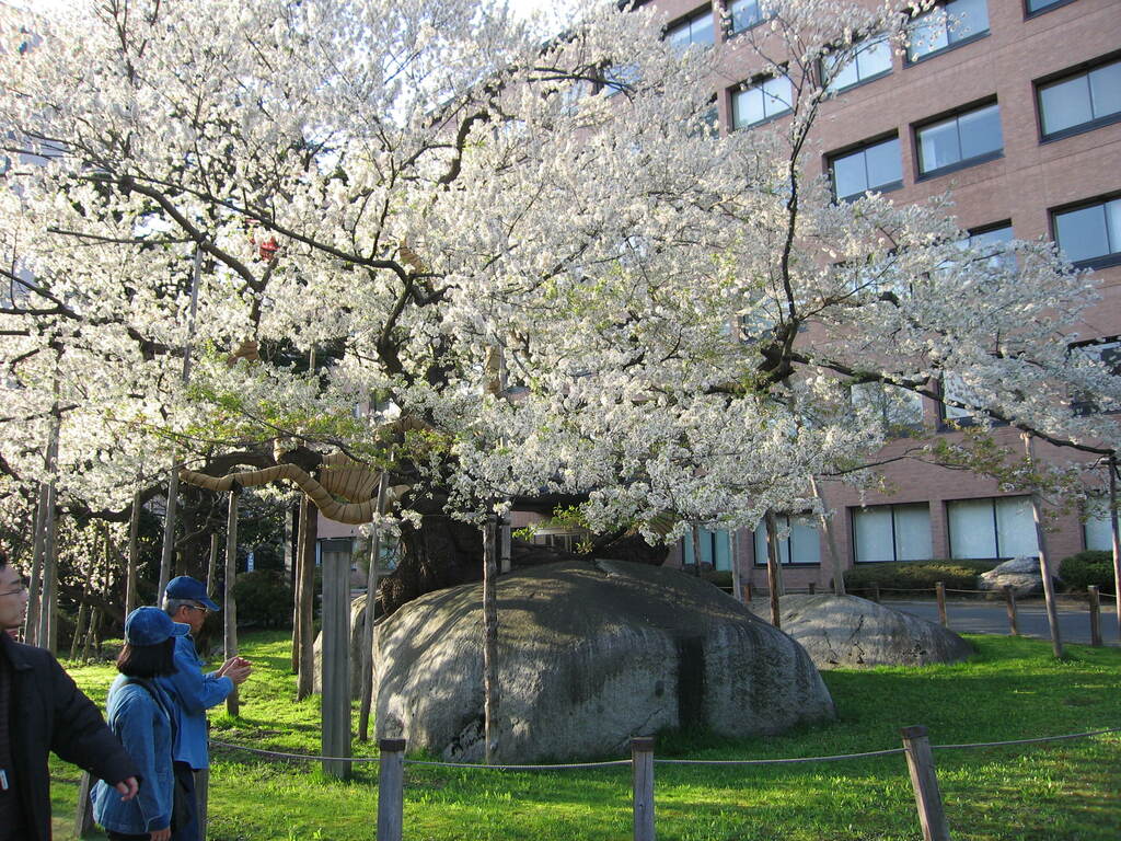 Ishiwari Zakura