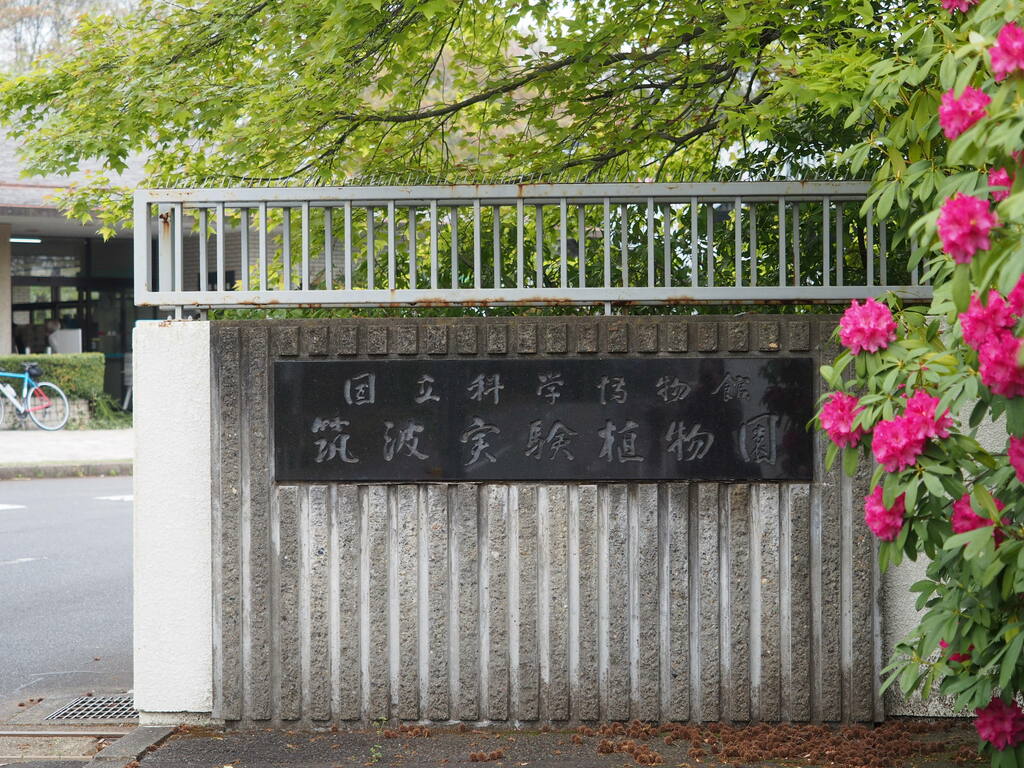 Tsukuba Botanical Garden P4218311