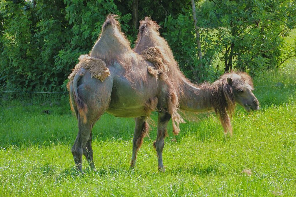 Camel at Givskud Zoo