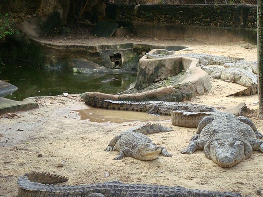 Crocodile farm in Momabasa 2