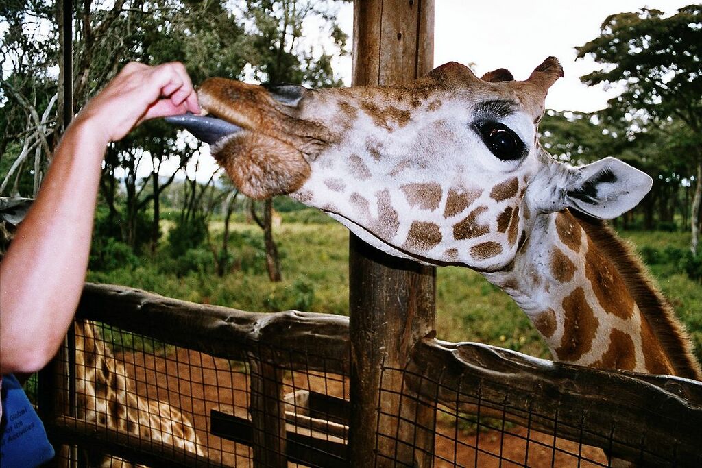 Giraffe feeding