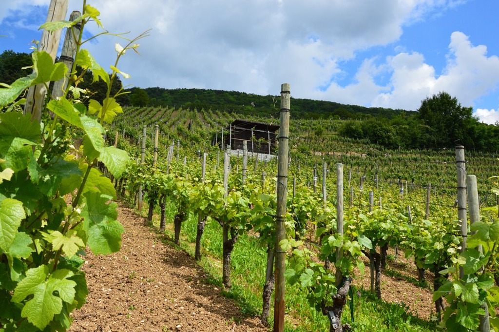 Acequia vineyard