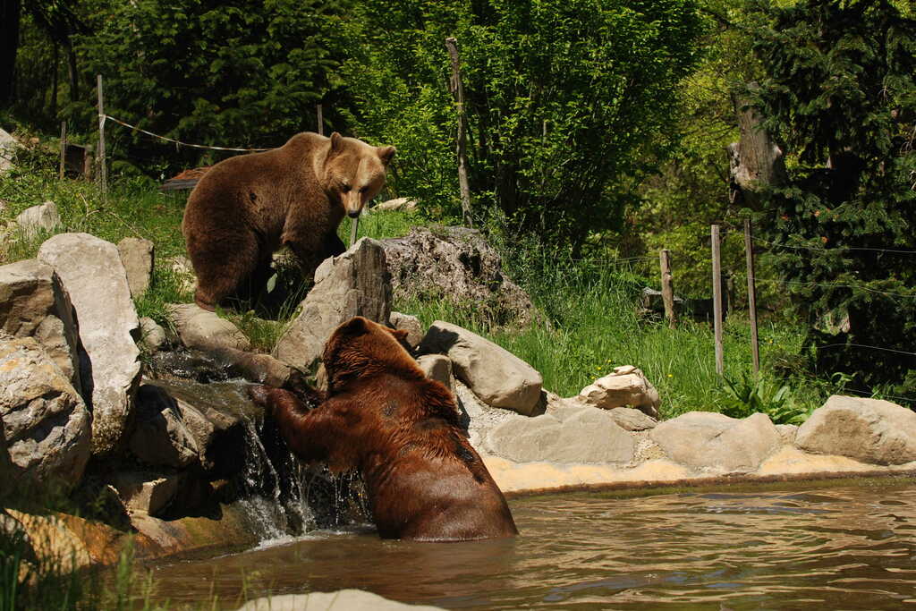 Okyla e Teddy