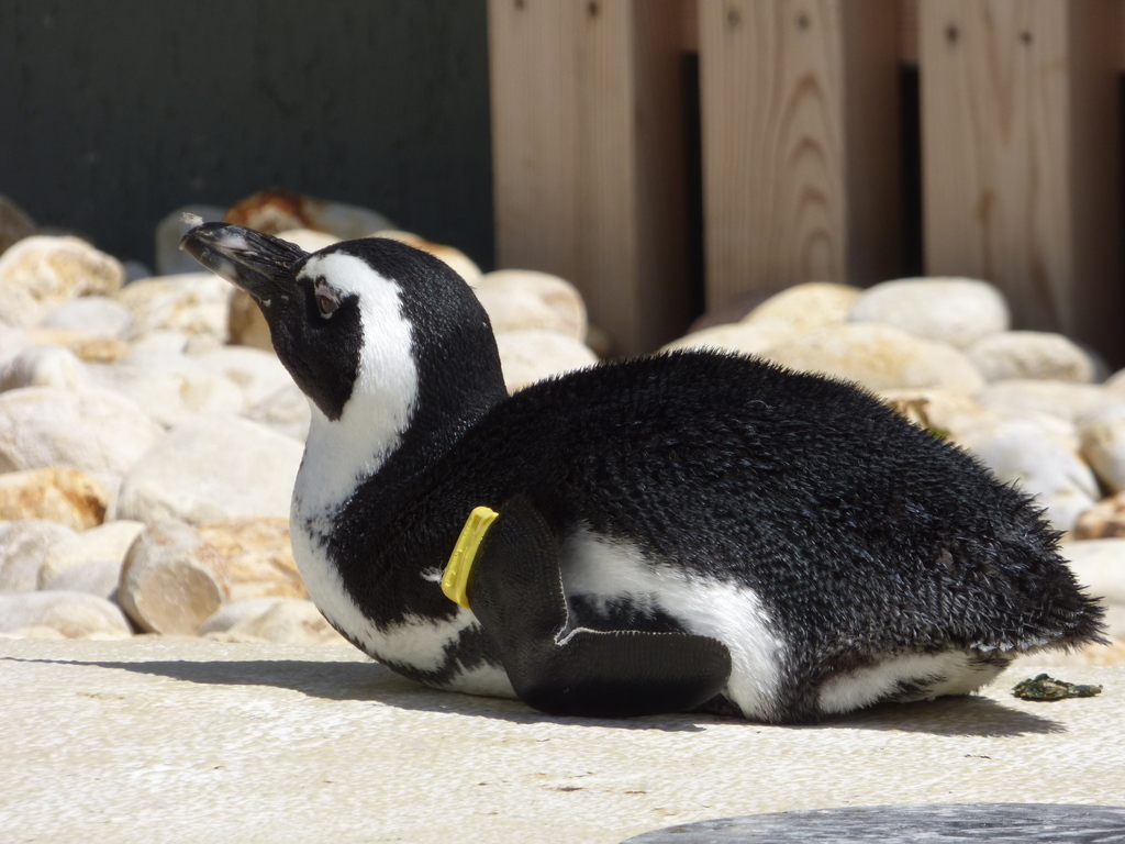 Veszprém zoo 2016 - pápaszemes pingvin